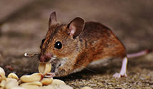 24 Hour & Emergency Exterminators in Tarboro, NC